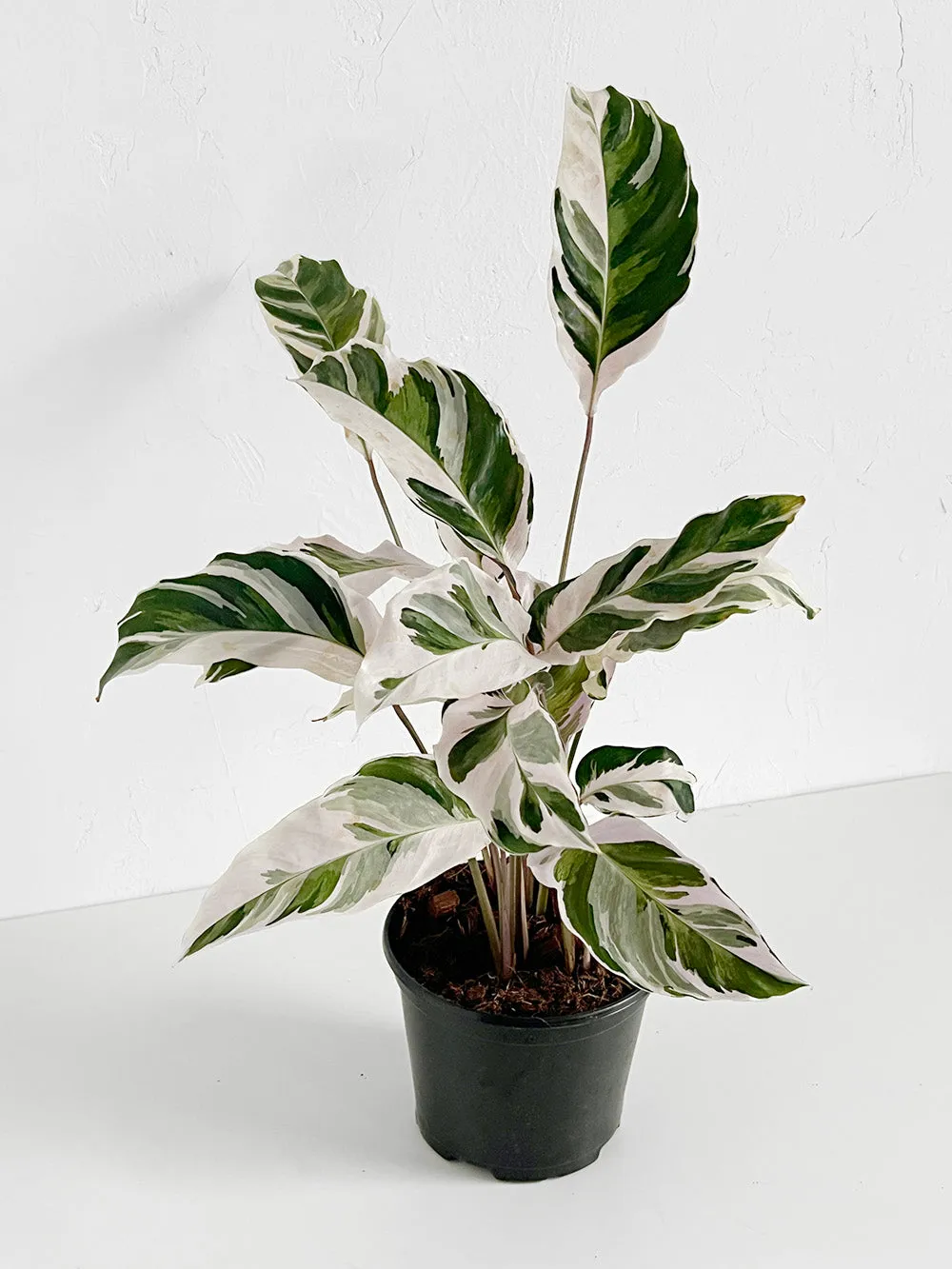 White Fusion Calathea