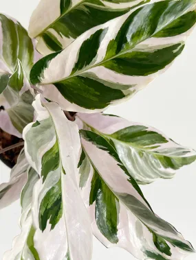 White Fusion Calathea